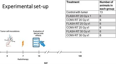 Comparable survival in rats with intracranial glioblastoma irradiated with single-fraction conventional radiotherapy or FLASH radiotherapy